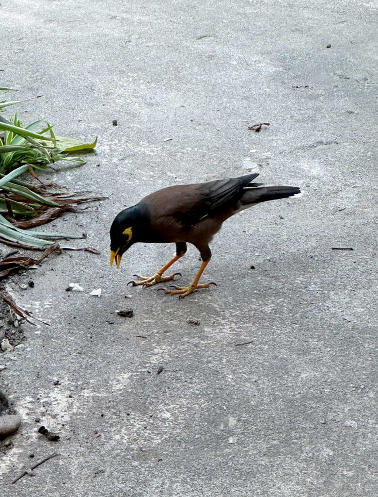 サメット島の野鳥